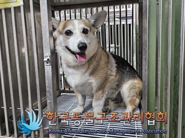 종료(반환) 웰시 …