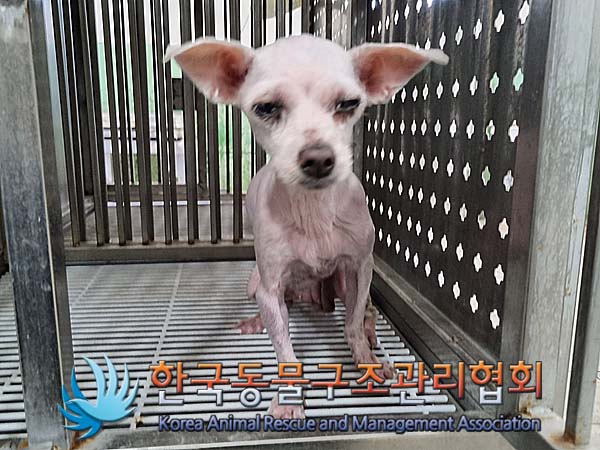 종료(자연사) 말티…