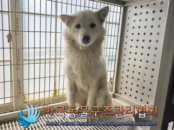 종료(안락사) 믹스…