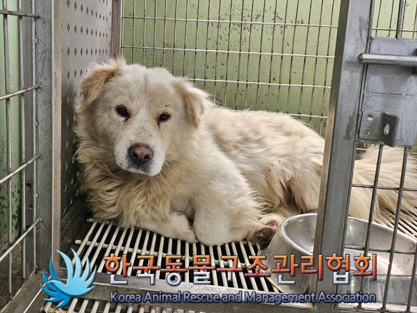 보호중 믹스견의 가…