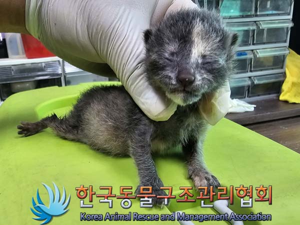 한국동물구조관리협회_441409202400875