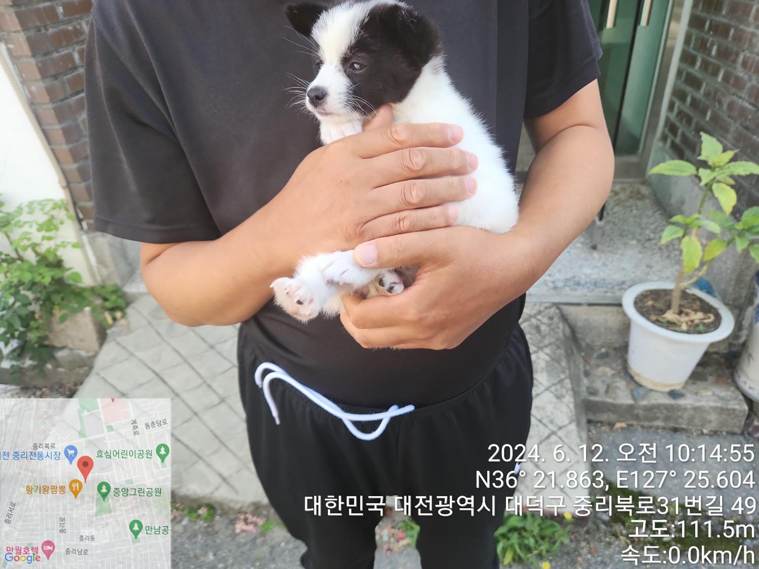종료(입양) 믹스견…