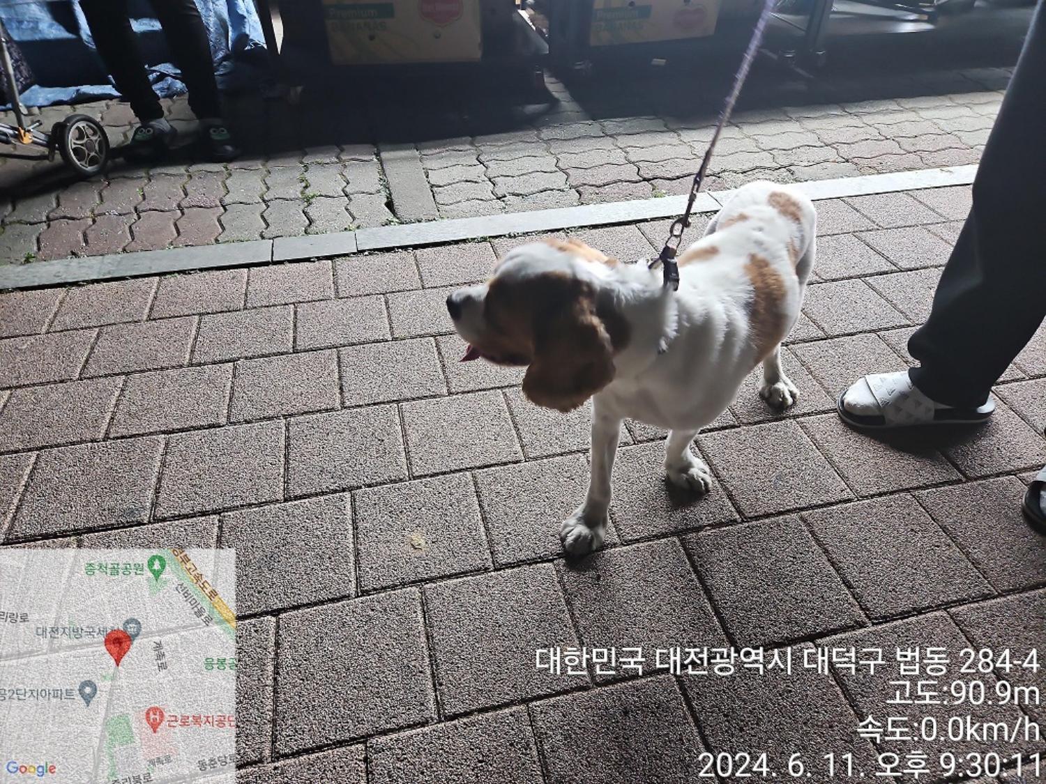 종료(반환) 믹스견…