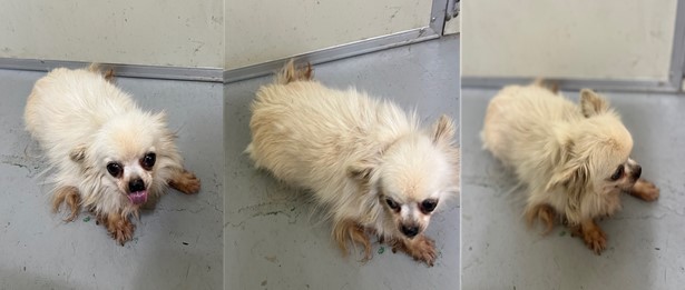 보호중 치와와의 가…