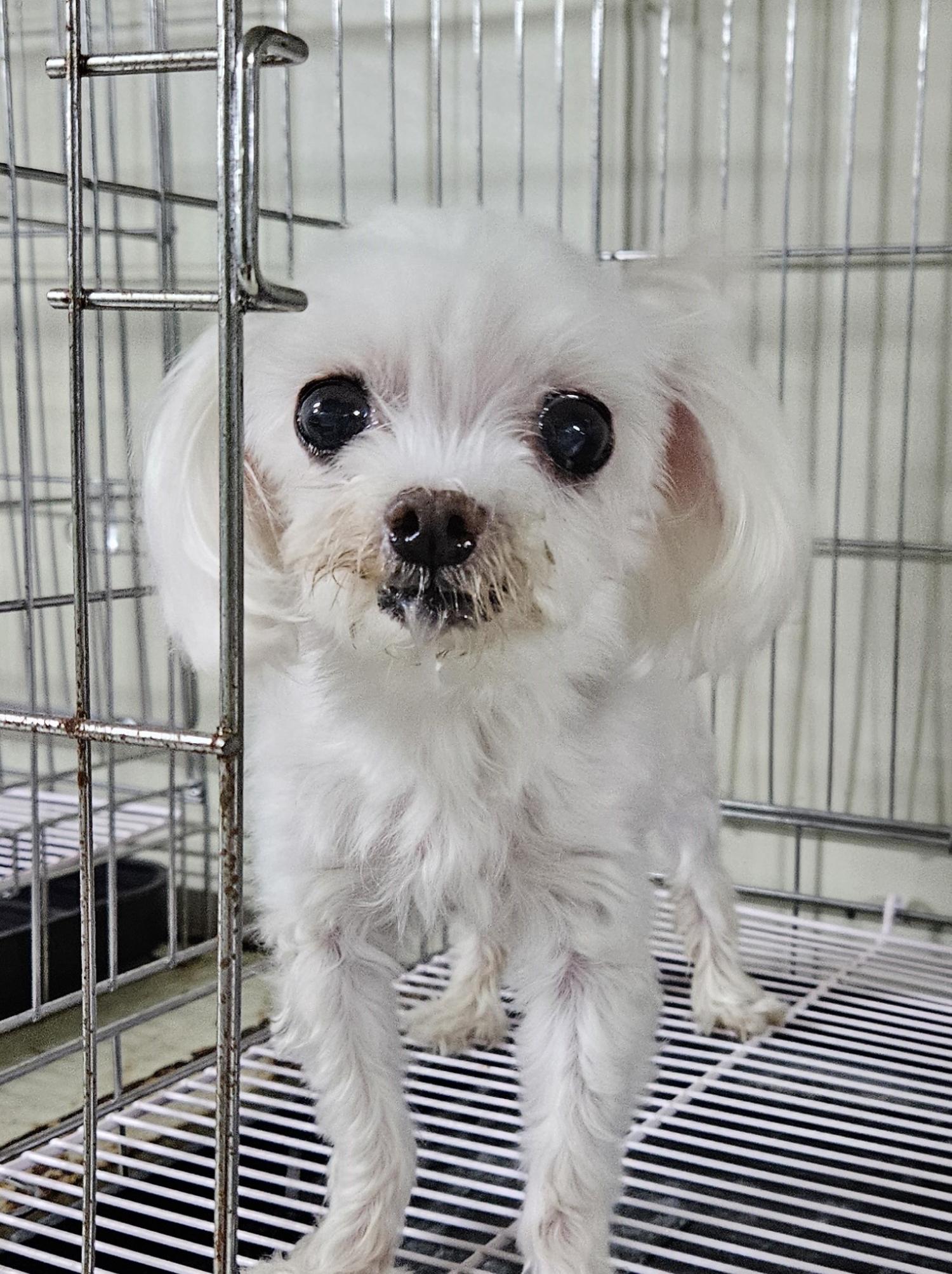 대구유기동물보호협회_427347202400486