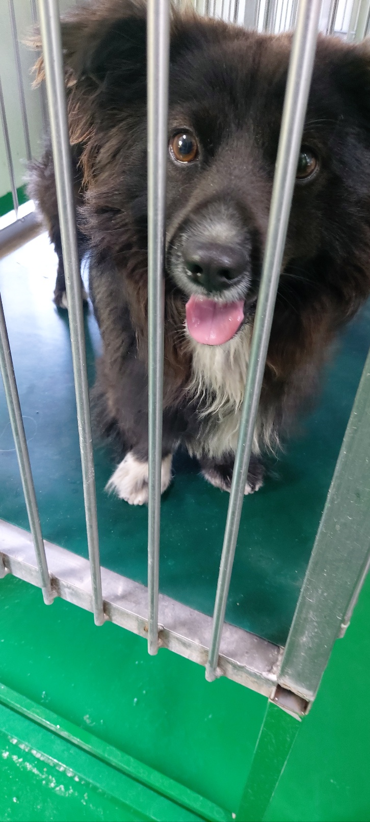보령시유기동물보호소_444451202400697