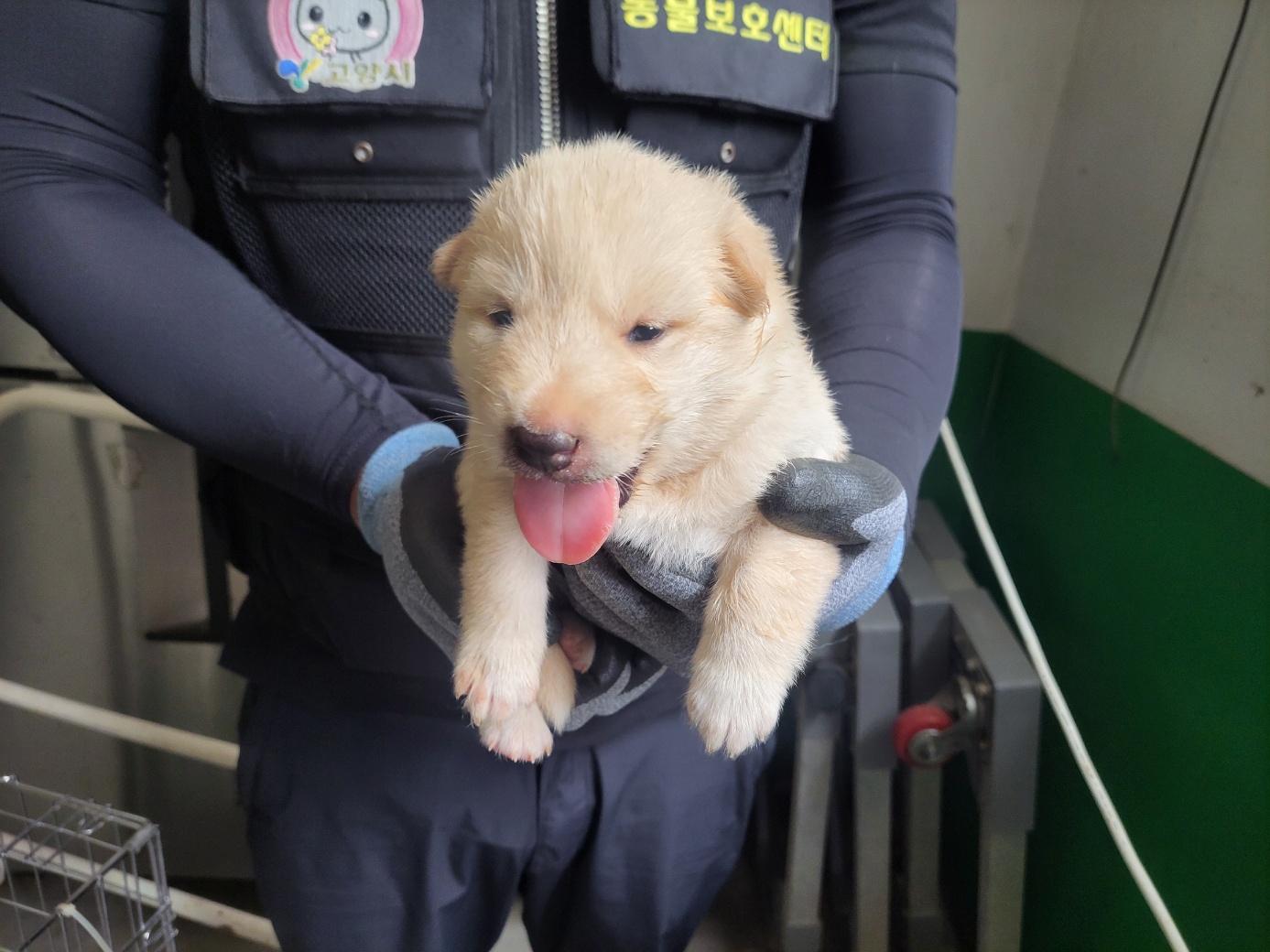 고양시동물보호센터_441394202401317