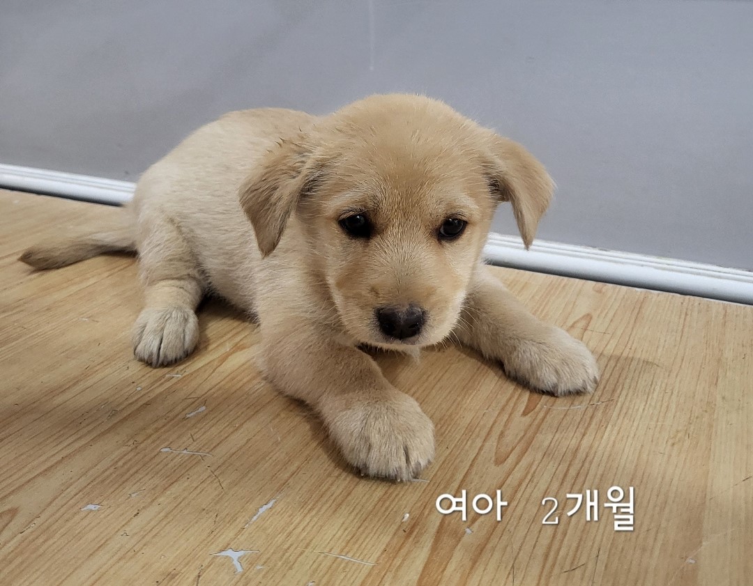 보호중 믹스견의 가…