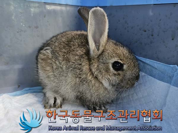 한국동물구조관리협회_411301202400233