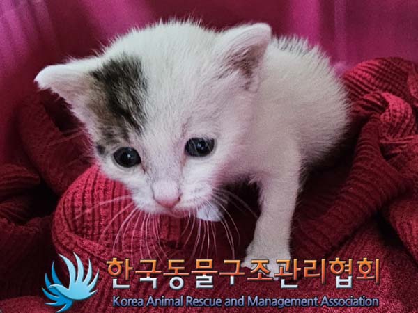 종료(입양) 한국 …