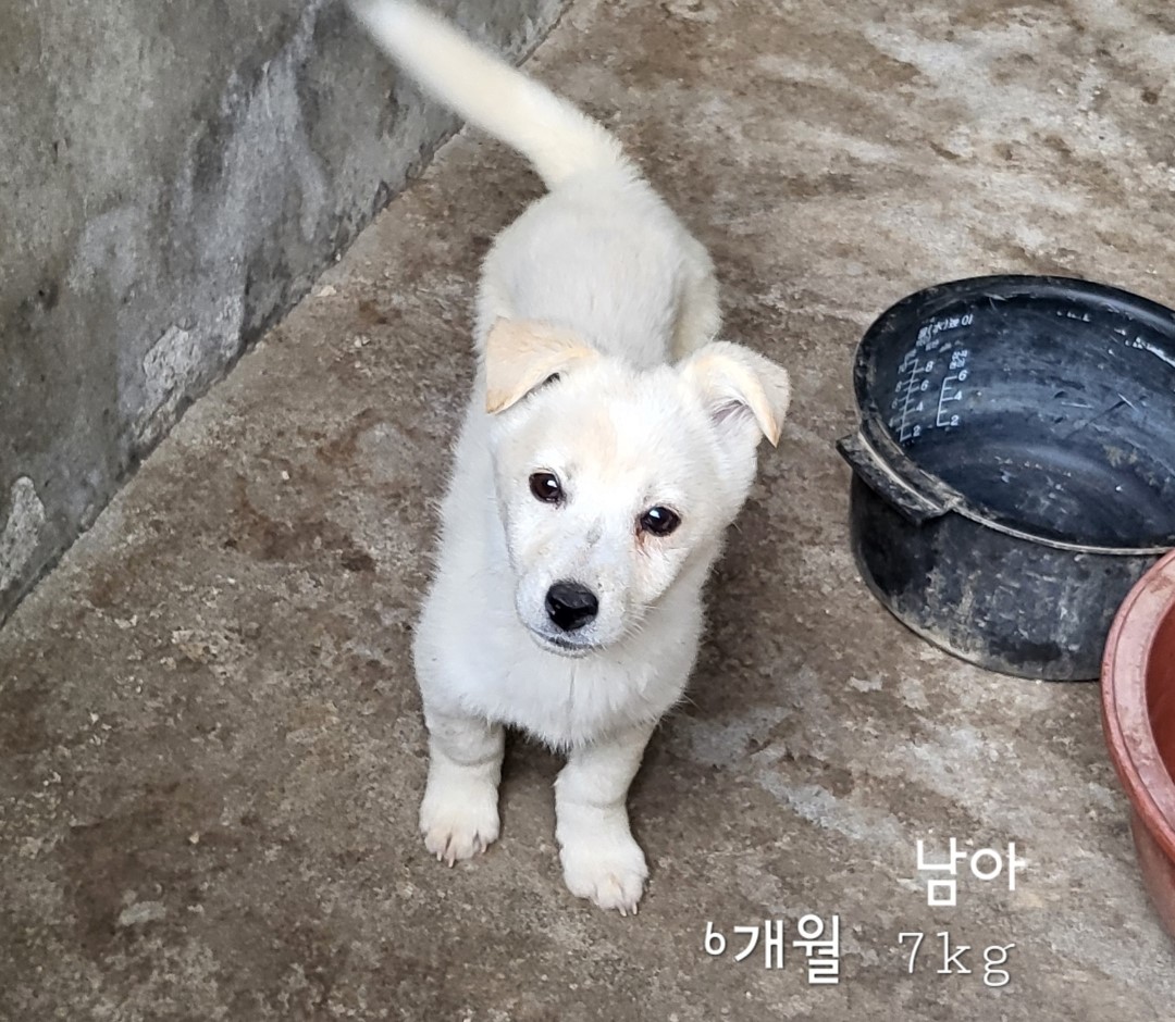 보호중 믹스견의 가…