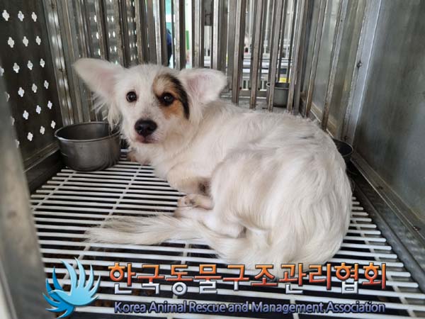 한국동물구조관리협회_441409202400879