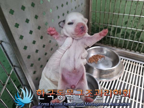 종료(입양) 믹스견…