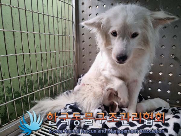 종료(입양) 믹스견…