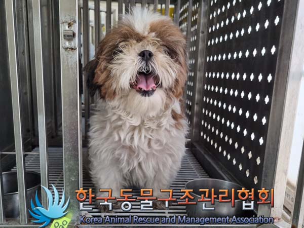 종료(입양) 시츄의…