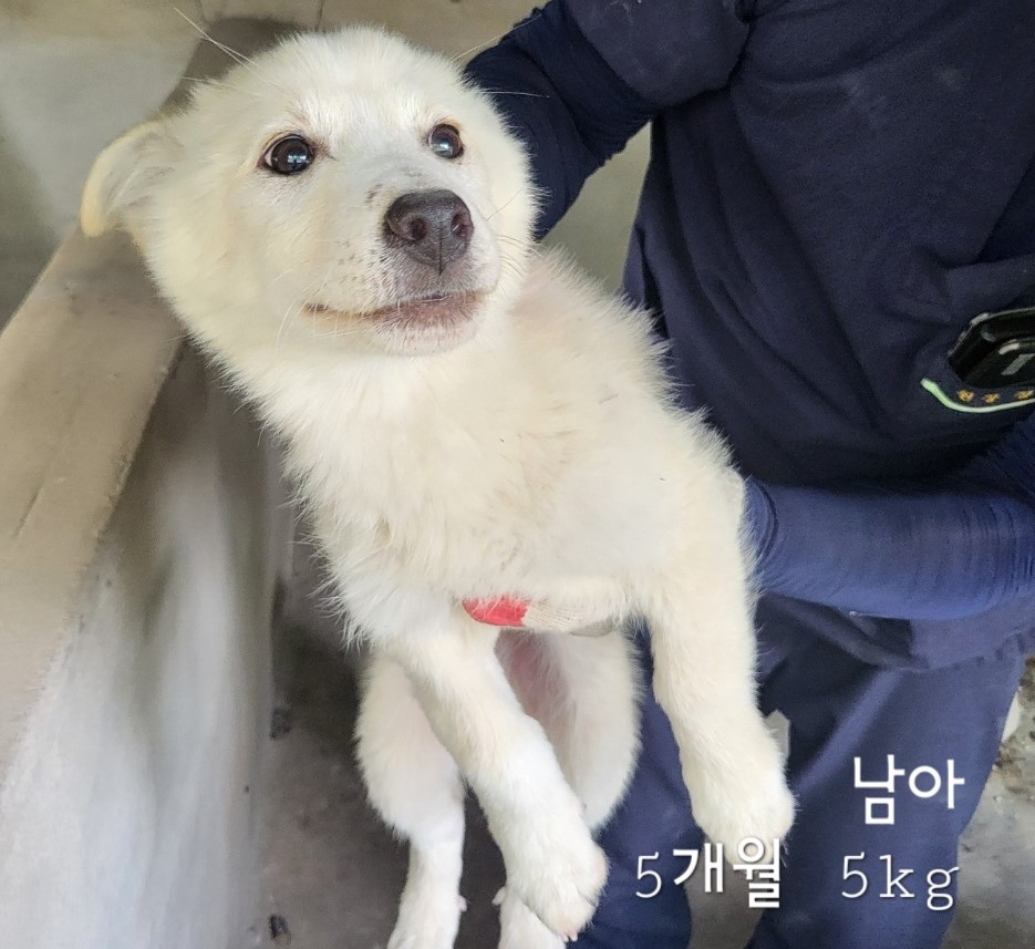보호중 믹스견의 가…