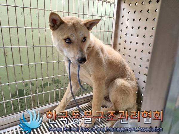 종료(안락사) 믹스…