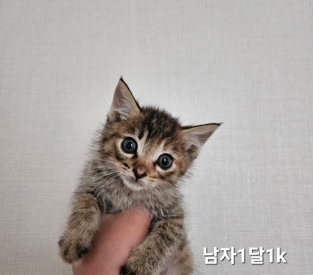 종료(입양) 한국 …