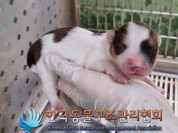 종료(입양) 믹스견…