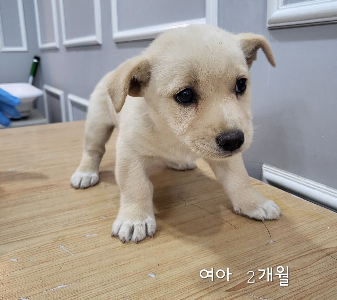 보호중 믹스견의 가…