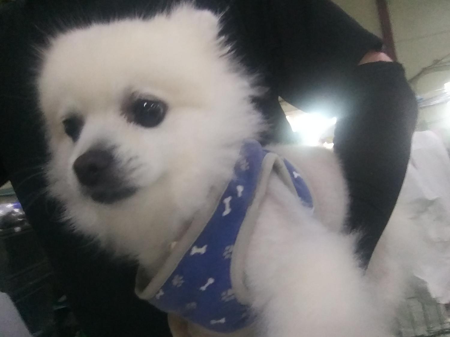 인천광역시수의사회_428353202400588