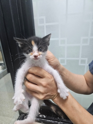 보호중 한국 고양이…