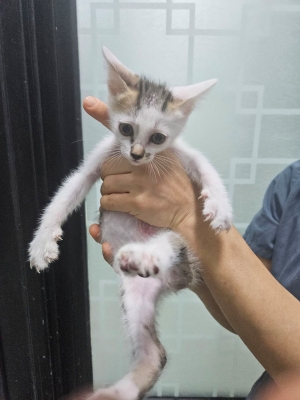 제주 동물보호센터_450650202401830