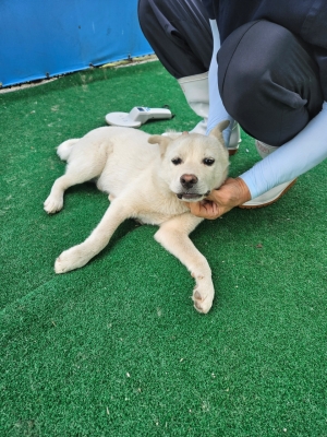 종료(안락사) 믹스…