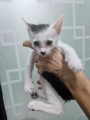 보호중 한국 고양이…