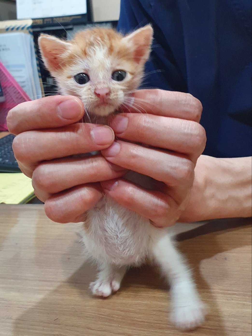 종료(자연사) 한국…