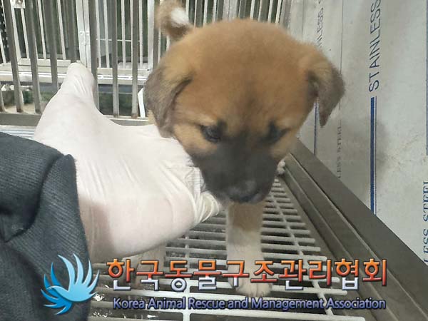 종료(기증) 믹스견…