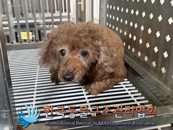 종료(반환) 푸들의…