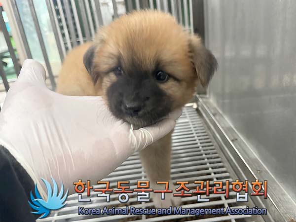 종료(기증) 믹스견…