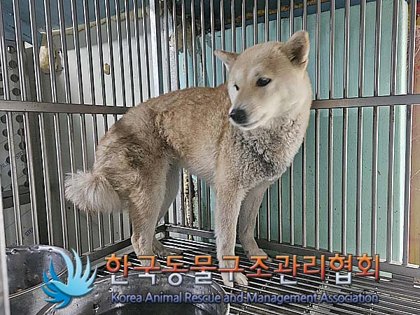 종료(안락사) 시바…