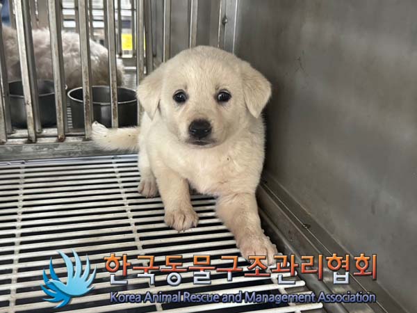 보호중 믹스견의 가…