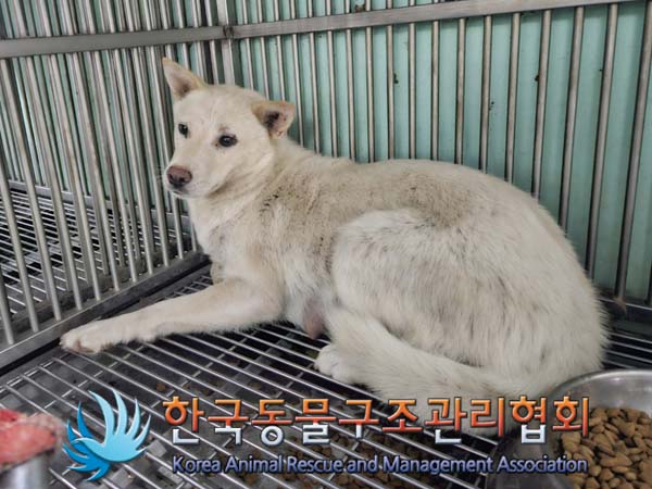 한국동물구조관리협회_441392202400181