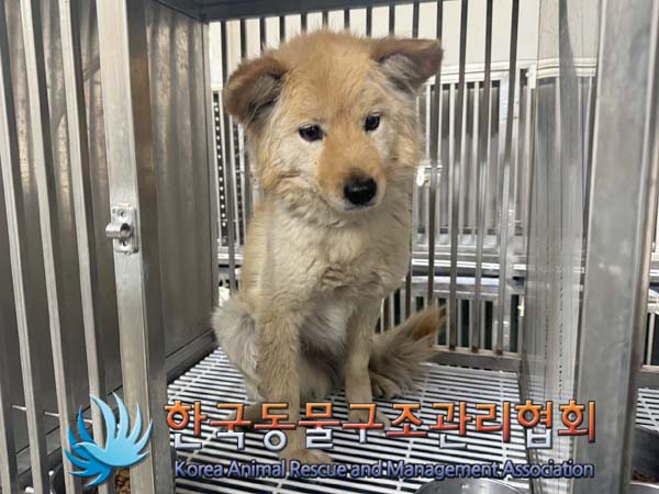 종료(반환) 믹스견…