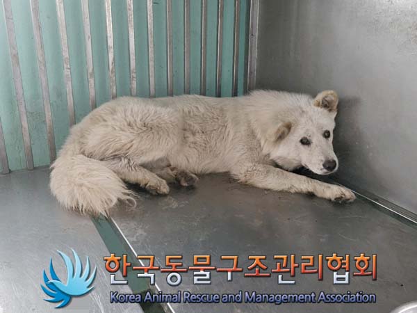 종료(안락사) 믹스…