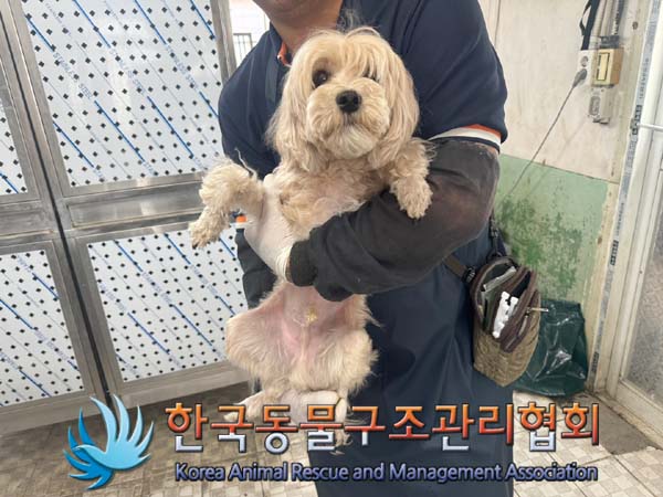 종료(반환) 믹스견…