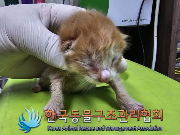 한국동물구조관리협회_411323202400679