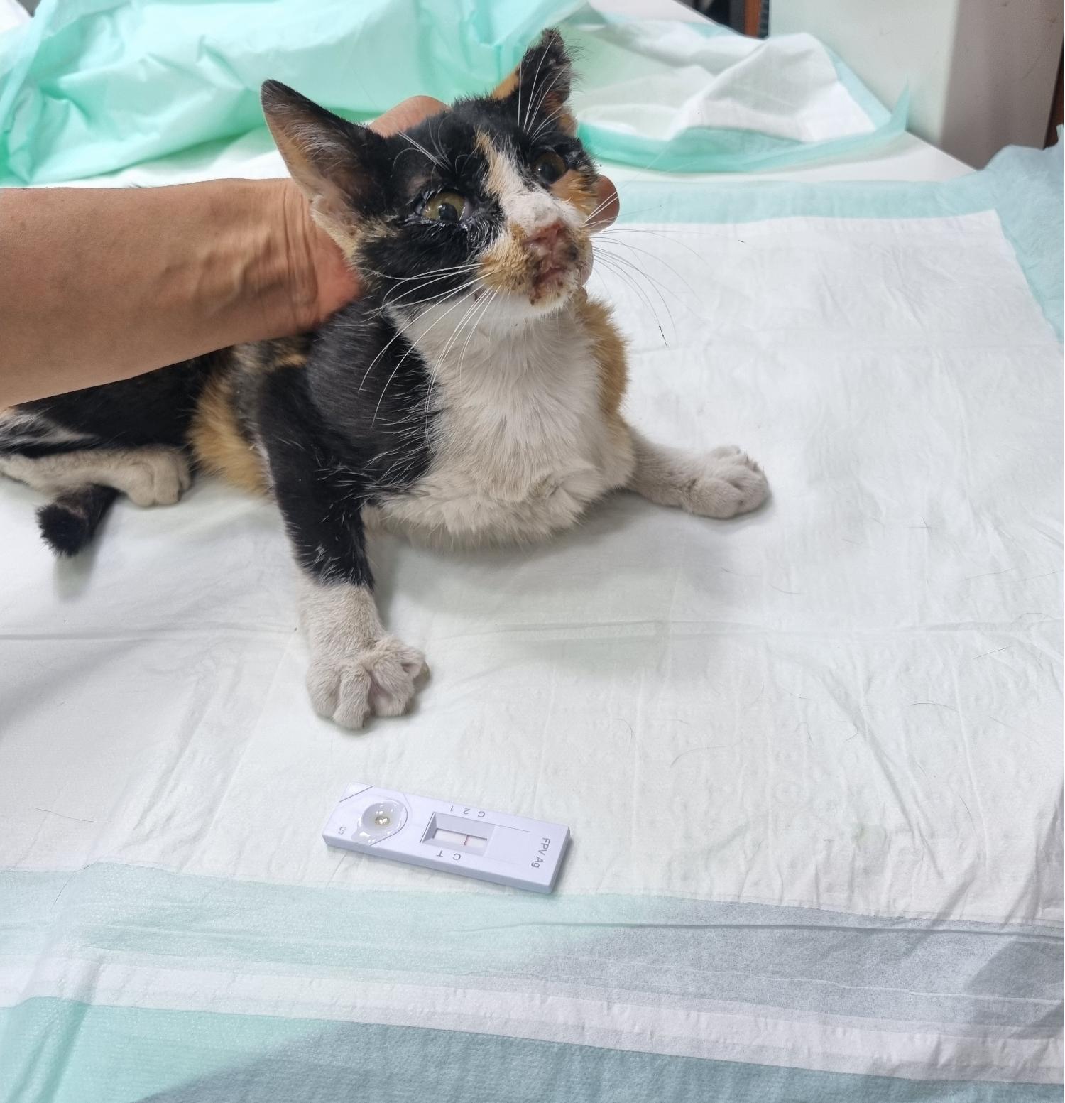 보호중 한국 고양이…