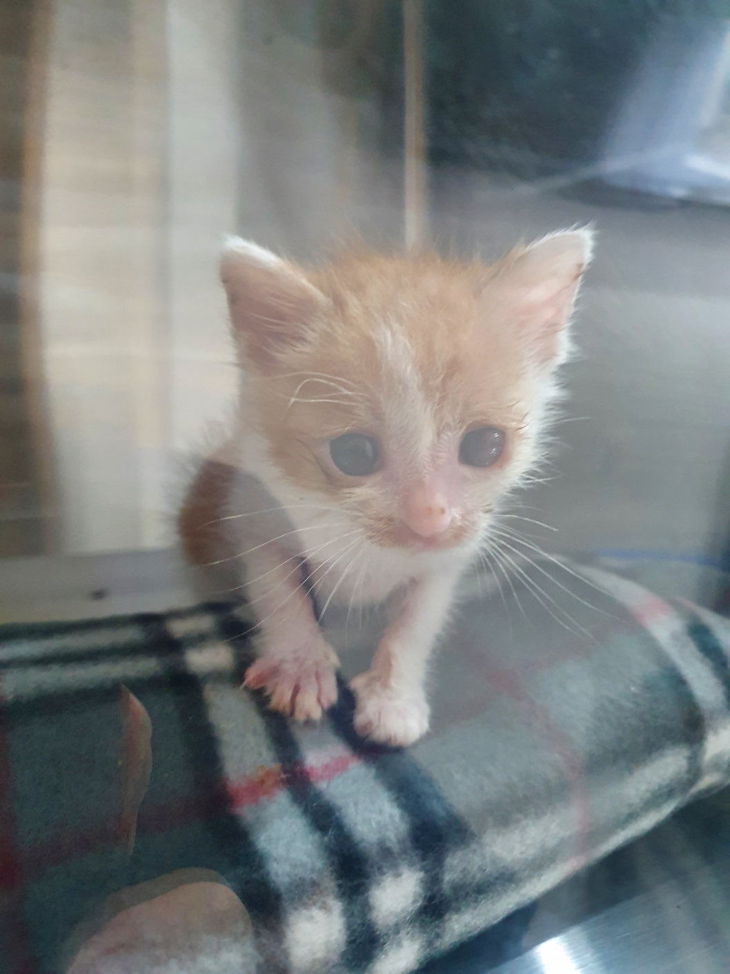 디아크동물종합병원_411319202400337