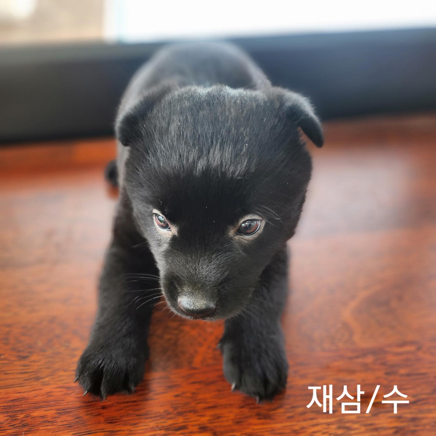 군산유기동물보호센터_445467202401143