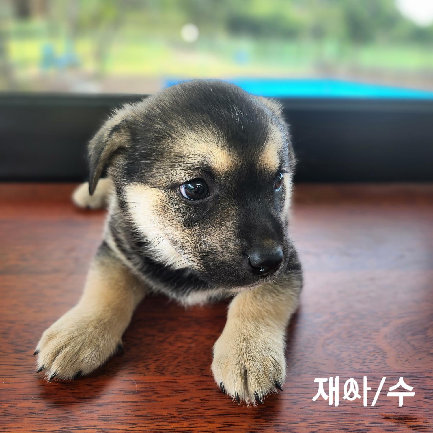군산유기동물보호센터_445467202401144