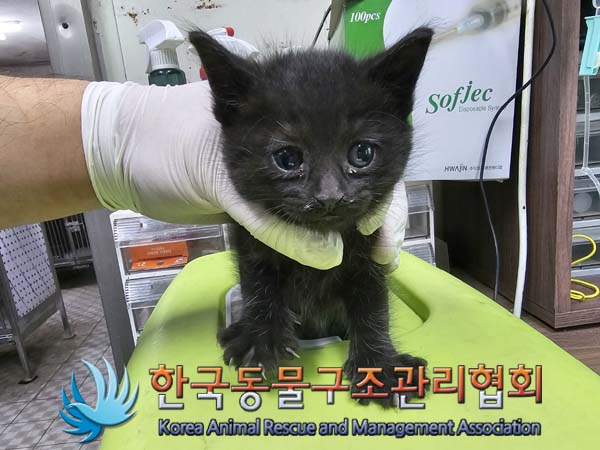 종료(입양) 한국 …
