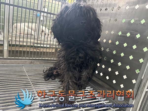 종료(기증) 믹스견…