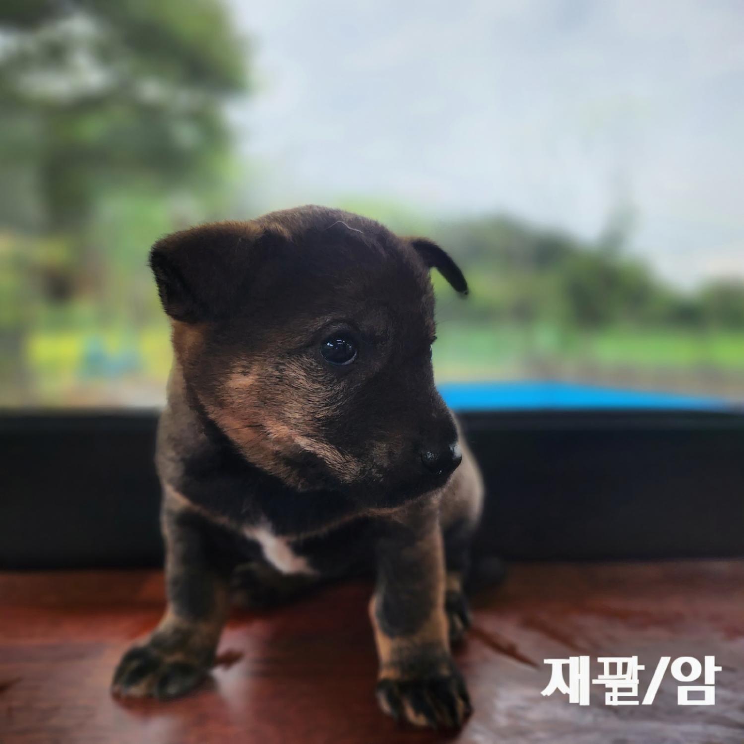 군산유기동물보호센터_445467202401148