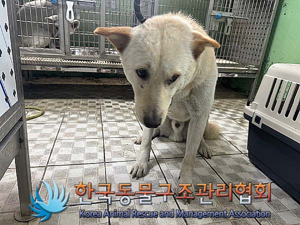 종료(안락사) 믹스…