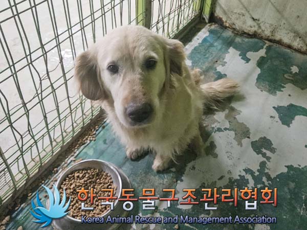 종료(반환) 골든 …