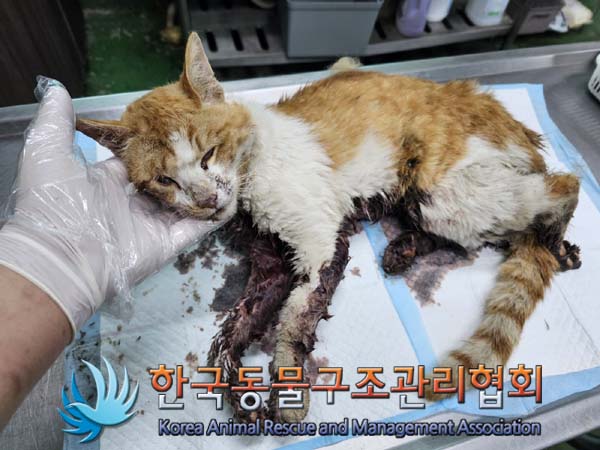 한국동물구조관리협회_441560202400654